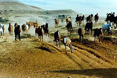attle drive on horseback in one of the biggest working ranch of the USA  (Montana-Wyoming / USA)