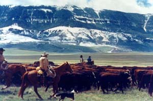 D&eacute;placement de troupeaux &agrave; cheval dans l'un des plus grands ranches en activit&eacute; des Etats-Unis (Montana-Wyoming / USA)