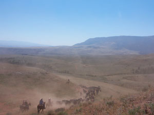 Déplacement de troupeaux à cheval dans l'un des plus grands ranches en activité des Etats-Unis (Montana-Wyoming / USA)