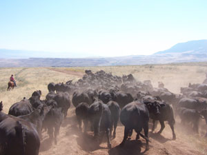 D&eacute;placement de troupeaux &agrave; cheval dans l'un des plus grands ranches en activit&eacute; des Etats-Unis (Montana-Wyoming / USA)