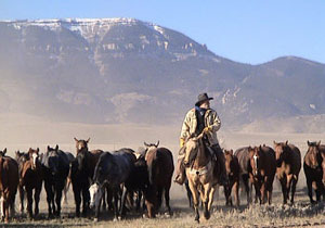Déplacement de troupeaux à cheval dans l'un des plus grands ranches en activité des Etats-Unis (Montana-Wyoming / USA)
