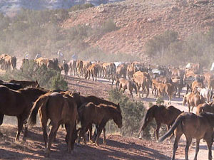 Déplacement de troupeaux à cheval dans l'un des plus grands ranches en activité des Etats-Unis (Montana-Wyoming / USA)