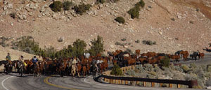 D&eacute;placement de troupeaux &agrave; cheval dans l'un des plus grands ranches en activit&eacute; des Etats-Unis (Montana-Wyoming / USA)