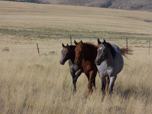 D&eacute;placement de troupeaux &agrave; cheval dans l'un des plus grands ranches en activit&eacute; des Etats-Unis (Montana-Wyoming / USA)