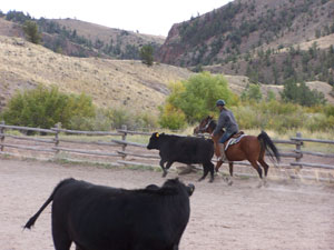 S&eacute;jour &agrave; cheval en ranch dans le Wyoming, pr&egrave;s du Parc de Yellowstone (USA)