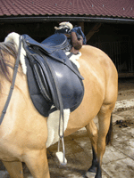 Selle - Randonn&eacute;e &eacute;questre en Roumanie - Randocheval