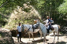 A break in the sicilian forest - RANDOCHEVAL