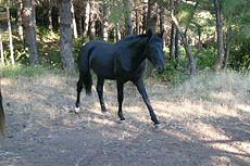 Sicilian horse - RANDOCHEVAL