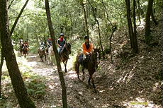 Riding through the beech wood in Sicily - RANDOCHEVAL