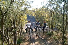Riding in the accacias woods in Sicily - RANDOCHEVAL