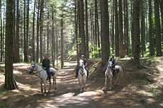 For&ecirc;t de m&eacute;l&egrave;zes travers&eacute;e &agrave; cheval lors de notre randonn&eacute;e en Sicile sur le Mont Etna - Randocheval