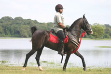 Chevaux Marwaris pour notre randonn&eacute;e &eacute;questre au Sri Lanka (Ceylan).