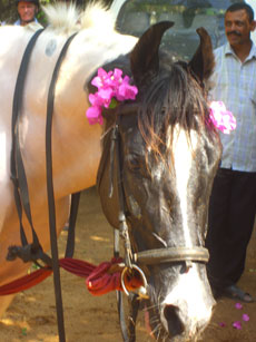 Oreilles en croissant de lune des chevaux Marwaris au Sril Lanka - RANDOCHEVAL