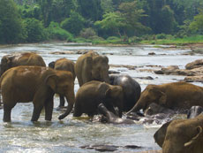 Sri Lanka Pinnawela bebe elephant - RANDOCHEVAL