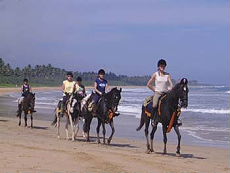 Randonn&eacute;e &eacute;questre au Sri Lanka - Ceylan &agrave; cheval sur des chevaux Marwaris