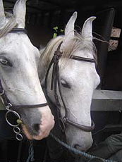 Chevaux Marwaris pour notre randonnée équestre au Sri Lanka (Ceylan).