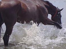 Riding holidays on the pearl of the Indian Ocean - Randocheval