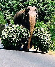 Rencotre à Kandi - Randonnée équestre au Sri Lanka - Randocheval / Absolu Vosyages
