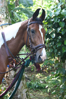 Cheval Marwari aux oreilles en croissant au Sri Lanka avec RANDOCHEVAL