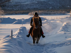 Randonn&eacute;e hivernale en Laponie - Randocheval