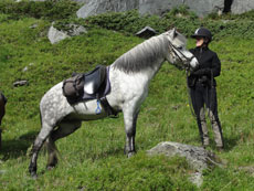 RANDOCHEVAL - Elja cheval islandais