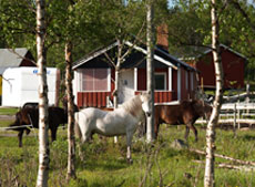RANDOCHEVAL - Base du centre équestre à Nikkaluokta