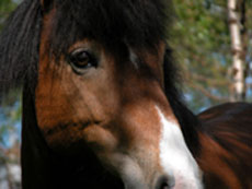 Horse riding trail in Lapland - Randocheval