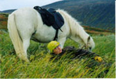 Lapland in summer - randocheval