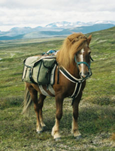 Horses - Randocheval - Lapland