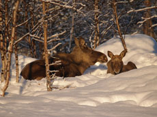 Randonn&eacute;e hivernale en Laponie - Randocheval
