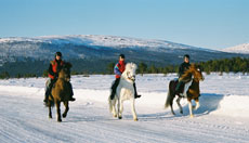 Randonn&eacute;e hivernale en Laponie - Randocheval