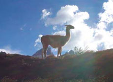 Exp&eacute;dition &eacute;questre dans l'extr&ecirc;me sud du Chili en Patagonie - Parc Torres del Paine - Randocheval / Absolu Voyages