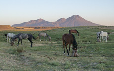 RANDOCHEVAL - Randonn&eacute;e &eacute;questre en Cappadoce