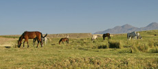 RANDOCHEVAL - Trail riding in Cappadocia