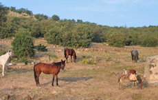 RANDOCHEVAL - Randonn&eacute;e &eacute;questre en Cappadoce