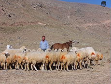 Rencontre d'un berger et de ses moutons - Randonn&eacute;e &agrave; cheval en Turquie - Randocheval