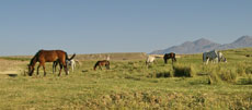 Petit halte dans les prairies verdoyantes de Cappadoce - Randocheval