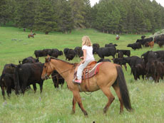 Montana - travail du bétail lors du séjour en raRanch stay in Montana - Crazy Mountains - cattle work - Randocheval