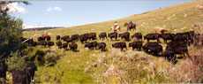 Ranch stay in Montana - Crazy Mountains - Randocheval
