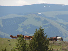 Montana - chevaux du rRanch stay in Montana - Crazy Mountains - Randocheval