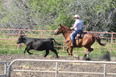 Séjour équestre en ranch dans le Montana - Team penRanch stay in Montana - Crazy Mountains - team penning - Randocheval