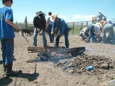 Dakota Sud - Immersion en ranch - marquage de b&eacute;tail : Randocheval