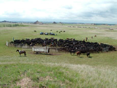 Dakota du Sud - rassemblement de b&eacute;tail : Randocheval