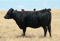 Dakota Sud - Immersion en ranch - Vache Black Angus : Randocheval