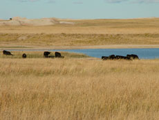 Dakota Sud - Immersion en ranch - b&eacute;tail dans les Badlands : Randocheval