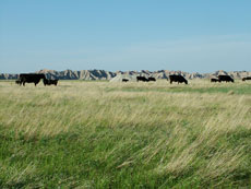 Dakota Sud - Immersion en ranch - Troupeau de b&eacute;tail dans les Badlands : Randocheval
