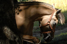 D&eacute;couverte des Hauts Plateaux du Vercors &agrave; cheval - Randocheval / Absolu Voyages