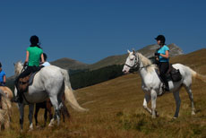 D&eacute;couverte des Hauts Plateaux du Vercors &agrave; cheval - Randocheval / Absolu Voyages