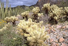 Randonn&eacute;e &eacute;questre au pays des Apaches en Arizona (USA) - Rando Cheval