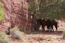Randonn&eacute;e &eacute;questre, voyage &agrave; cheval &agrave; Monument Valley - Rando Cheval